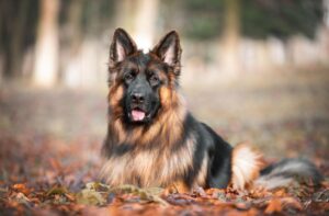 long-haired German shepherd dog outdoors