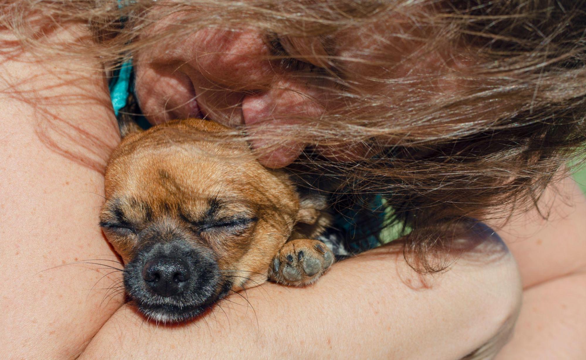 young girl hugging service dog on lap